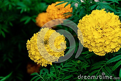 Photograph yellow marigolds and green leafy backgrounds and focus on attractive Stock Photo