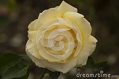 Yellow rose, on a cloudy autumn day, in Retiro park, Madrid Stock Photo