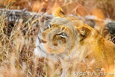 Close up of a female African Lion hiding in long grass in a South African Game Reserve Stock Photo