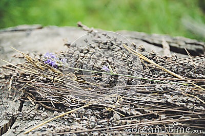 Dried lavender on a log Stock Photo