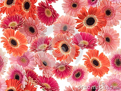 Photographed pink/purple/orange Gerber Daisies on a white background. Seamless image to be repeated endlessly. Stock Photo