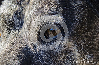 Photographer selfie reflection in middle-aged brindle pit bull mixed-breed dogs eyeball Stock Photo