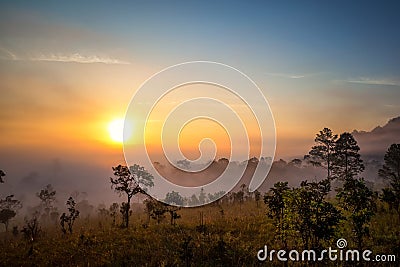 Photographer, sunrise, forest Stock Photo