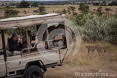 Photographer takes picture of cheetah from truck Editorial Stock Photo