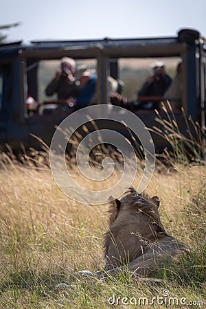 Photographers in truck shoot lion in grass Stock Photo