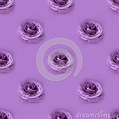 Photographic collage. Seamless pattern with Closeup fresh violet rose on monochrome background, Macro shot, picture for postcard Stock Photo