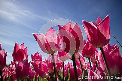 Photographic documentation of a tulip flower cultivation Stock Photo