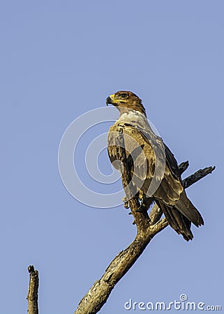 Tawney Eagle - Birds of The Great Lumpopo Transfrontier Park Stock Photo