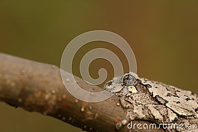 Photographie d`une rainette prise en foret Stock Photo