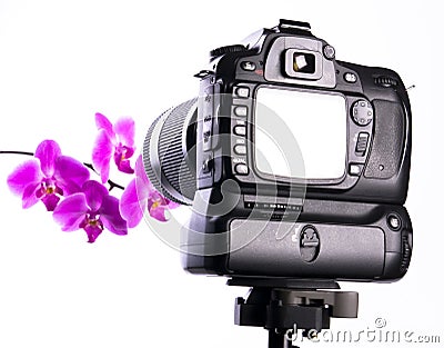 Photographing orchid in photo studio Stock Photo