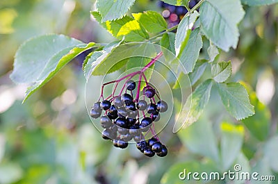 Photographs of Elderberry fruits in the wild on a sunny autumn Stock Photo