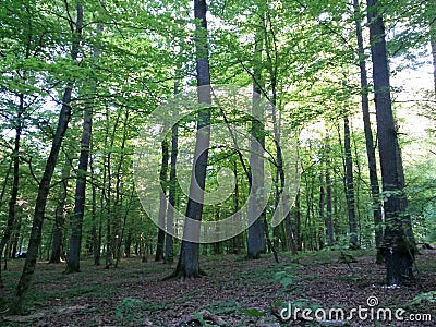 Summ Forest walk in the evening with last sunlight Stock Photo