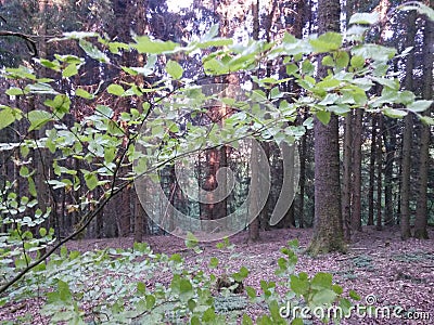 Summer Forest walk in the evening with last sunlight Stock Photo