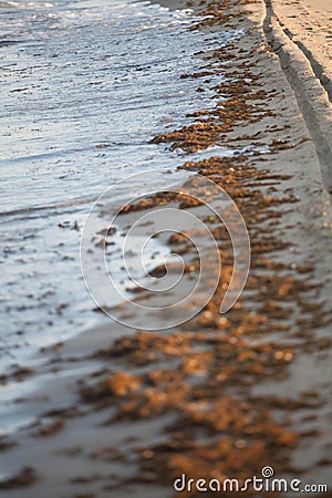 A photography of algae pollution on the beach of Torvaianica, near Rome Stock Photo