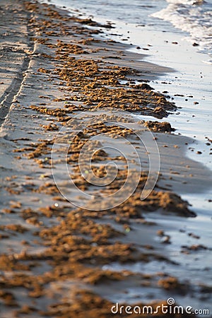 A photography of algae pollution on the beach of Torvaianica, near Rome Stock Photo