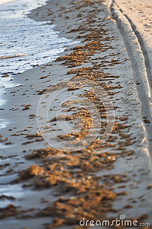 A photography of algae pollution on the beach of Torvaianica, near Rome Stock Photo