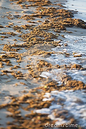 A photography of algae pollution on the beach of Torvaianica, near Rome Stock Photo