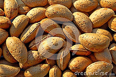 Photography of almond drupes Stock Photo