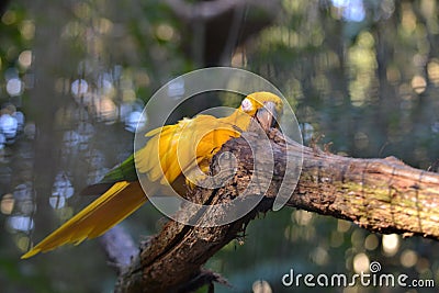 Photography ararajuba bird, symbol of Brazil Stock Photo