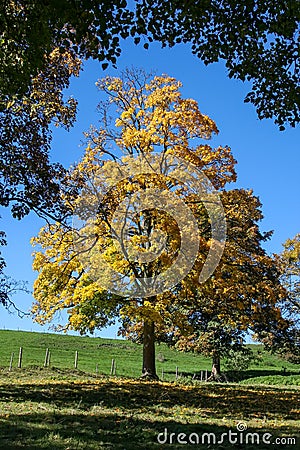 autumn tree meadow Stock Photo