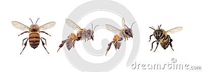 Photography of various bees isolated on white background Stock Photo
