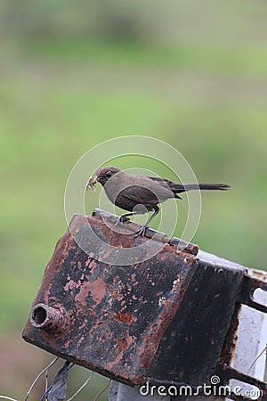 Photography of a bird Stock Photo