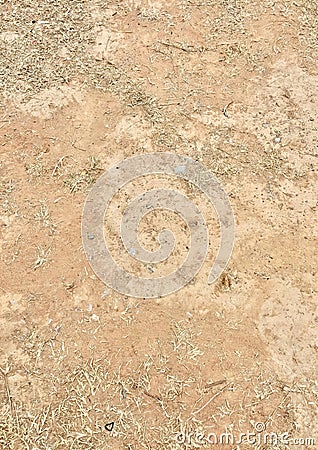 a photography of a bird standing on a dirt field, horned rattlesnake in the dirt with a bird nearby Stock Photo