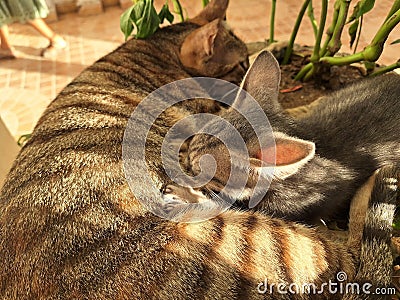 A cat with baby playing through Grass plants Stock Photo