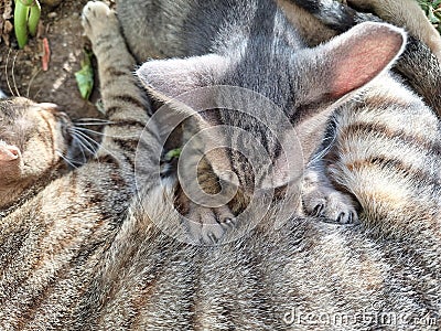 A cat with baby playing through Grass plants Stock Photo