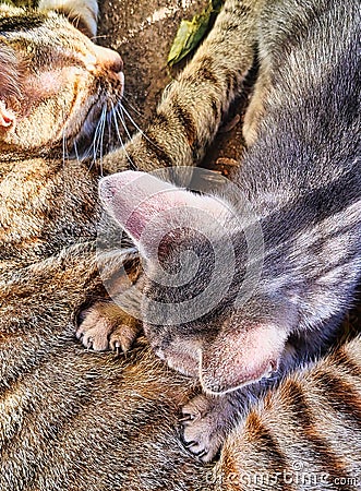 A cat with baby playing through Grass plants Stock Photo