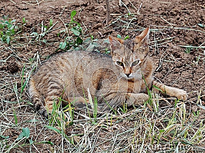 Photography of domestic cat Felis catus Stock Photo