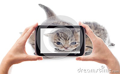 Photography funny kittens Stock Photo