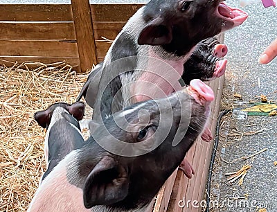 a photography of a group of pigs standing next to each other, sus scrofas are feeding pigs in a pen with straw Stock Photo