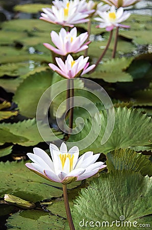 a photography of a group of water lillies in a pond, there are many water lillies in the pond with green leaves Stock Photo
