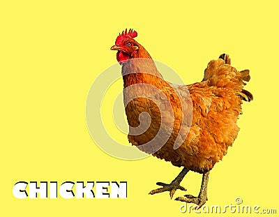 Photography of hen, chicken Gallus gallus domesticus Stock Photo