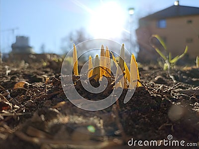 Photography of a little plant growing up in the ground Stock Photo