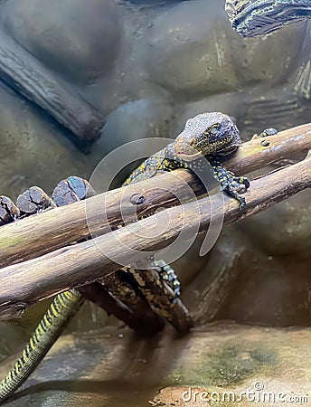 a photography of a lizard sitting on a branch in a zoo, iguana iguana lizards are sitting on a branch in a zoo enclosure Stock Photo