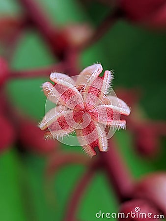 photography mavro, red and unique little flower Stock Photo