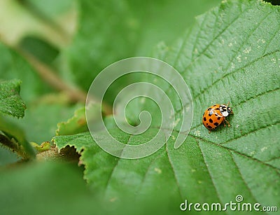 Photography of multicolored Asian ladybug Harmonia axyridis Stock Photo