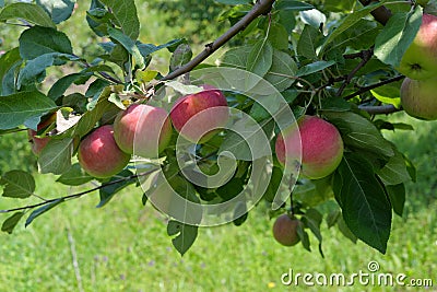 Large red apples on a branch Stock Photo