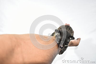 Asian Palm Civet, Masked Palm Civet New Born Stock Photo