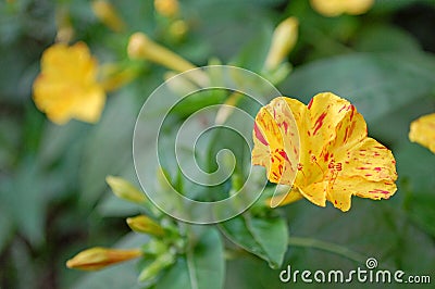 Photography of Oenothera biennis plant or common evening-primrose Stock Photo