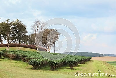 photography opening view of freshness countryside landscape organic green tea leaves farm business. Stock Photo