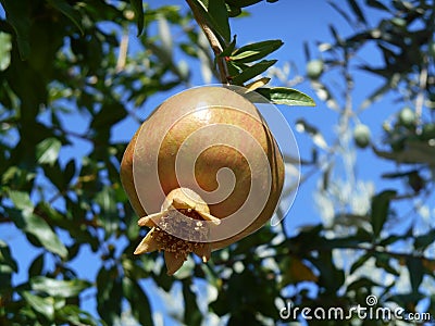 Orange pomegranate on tree branche Stock Photo