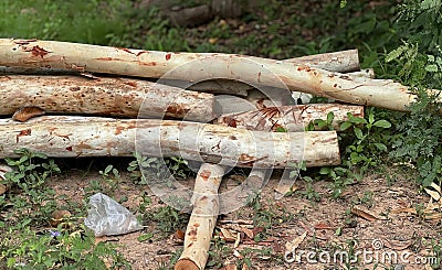 a photography of a pile of logs sitting on the ground, pole sticks are piled on the ground in the grass Stock Photo