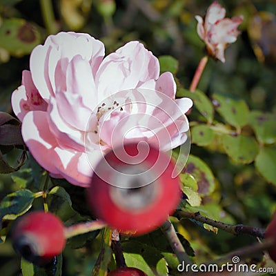 photography that portrays a little rose Stock Photo