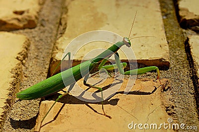 Photography of Praying Mantis on brick ground Stock Photo