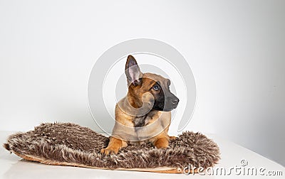 photography of a purebred belgian shepherd malinois puppy Stock Photo