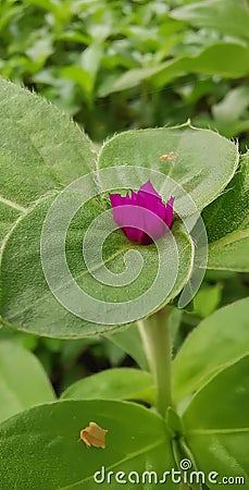 a photography of a purple flower on a green leaf in a garden, lycaenid butterfly on a leaf with a pink flower Stock Photo