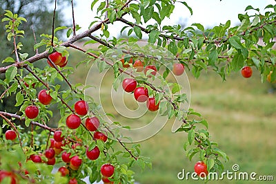 Photography of red cherry plum Prunus cerasifera Stock Photo